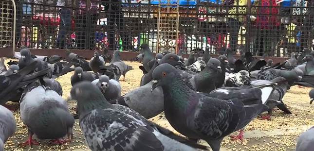 p-39039-Kabutarkhana-Dadar