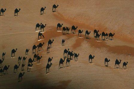 Camels-shadows