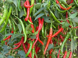 chillies-spices