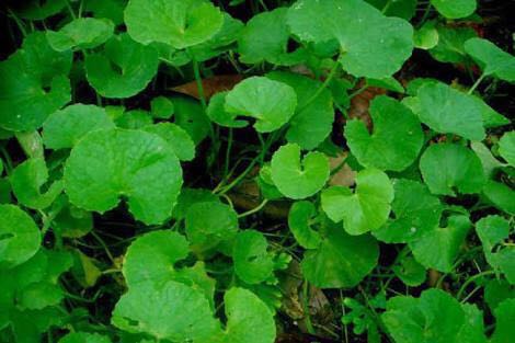 p-40928-brahmi