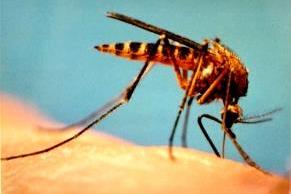 p-51163-malaria-mosquito