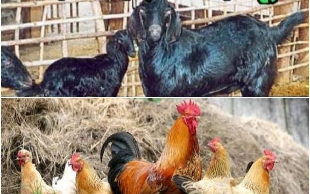 p-79250-mukya-pranyanchi-bolaki-sobat