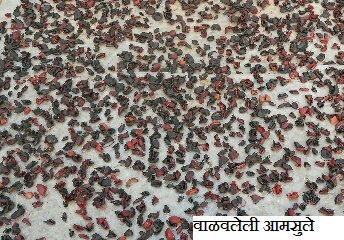 kokum4