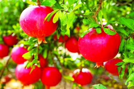 p-79635-pomegranate