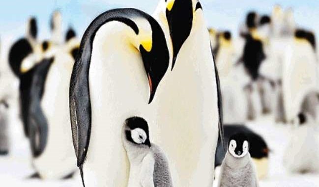 Velankar-Penguin-Day