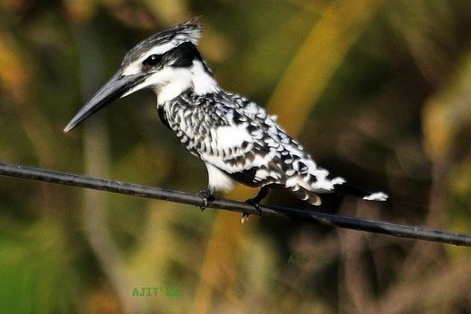 Ajit-Deshmukh-Pied-Kingfisher
