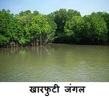 Dilip-Kulkarni-Mangrove-Featured