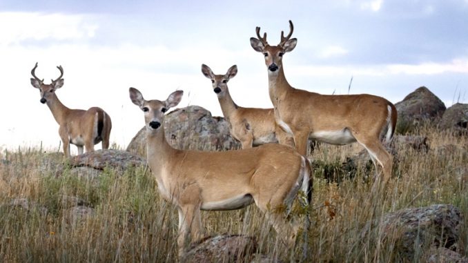White-tailed deer
