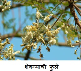 shevga fule