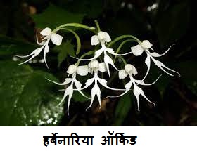 herbenaria orchid