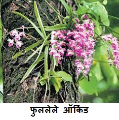 orchid bloom