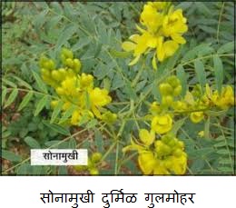 sonamukhi-gulmohar