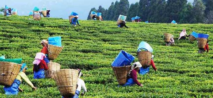 p-114173-tea-estates