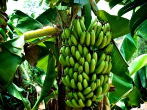 p-514-bananas