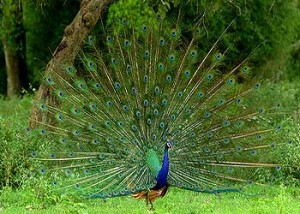 p-1547-Nagpur-Pench-Pandit-Jawaharlal-Nehru-National-Park