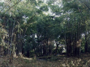 p-1832-Gadchiroli-bambu