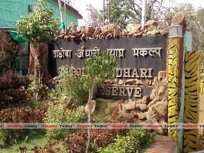 tadoba-jungal