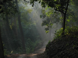 nagzira-gondia-300
