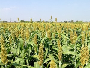 p-3040-Solapur-Jowar