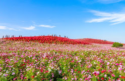 P-3930-hitachi-seaside-park