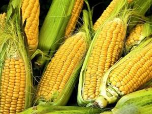 p-595-corn
