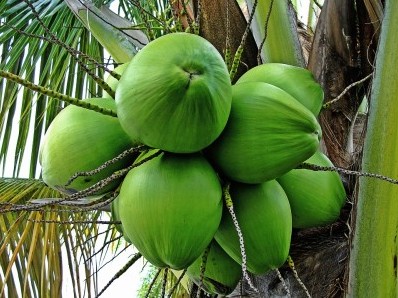 P-4069-Coconut